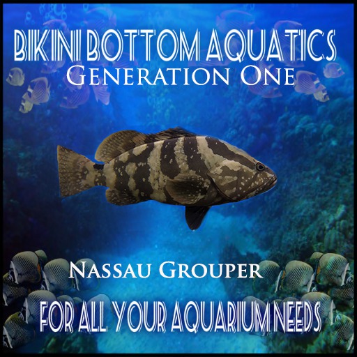 Nassau Grouper 