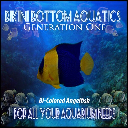 Bi-colored Angelfish SB