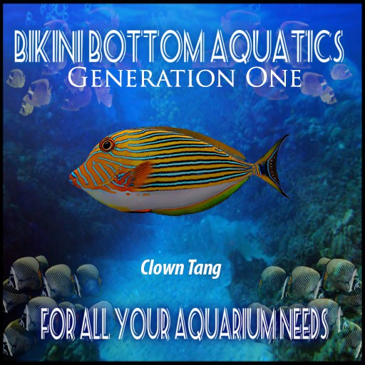 Clown Tang SB