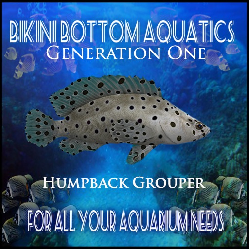 Humpback Grouper 