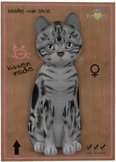 KittyCatS Box - American Shorthair - Silver Tabby