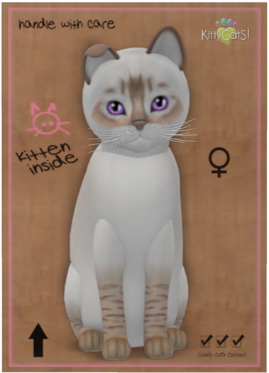 KittyCatS Box - Balinese - Chocolate Lynx