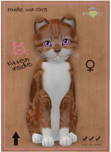 KittyCatS Box - American Shorthair - Red & White Tabby