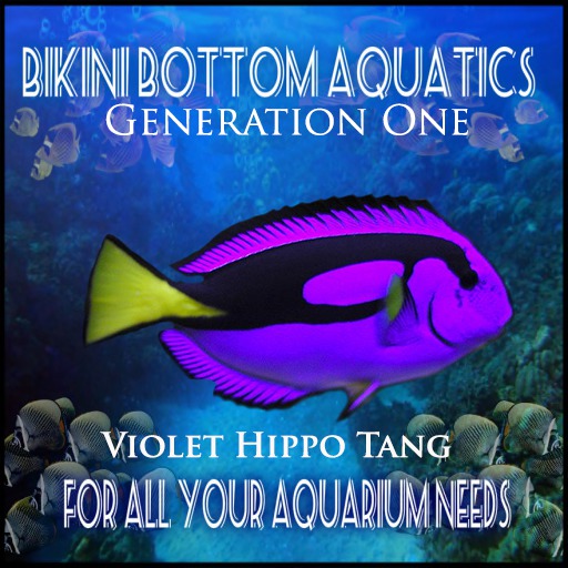 Violet HippoTang  SB