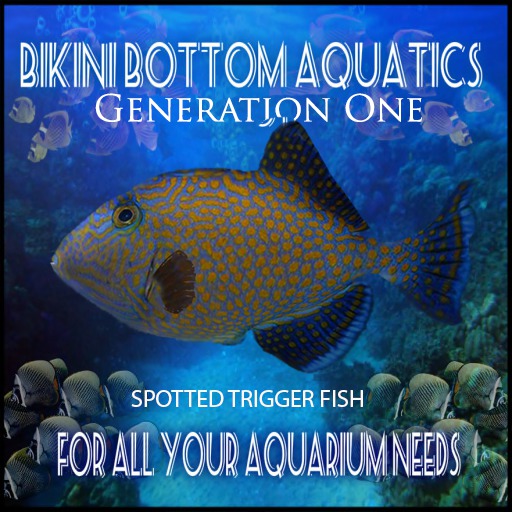 Spotted triggerfish SB