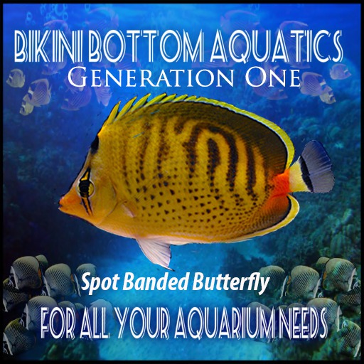 Spot Banded Butterfly SB