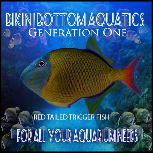 Red Tailed Triggerfish SB