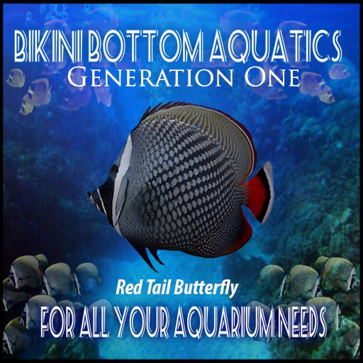 Red Tailed  Butterfly  SB