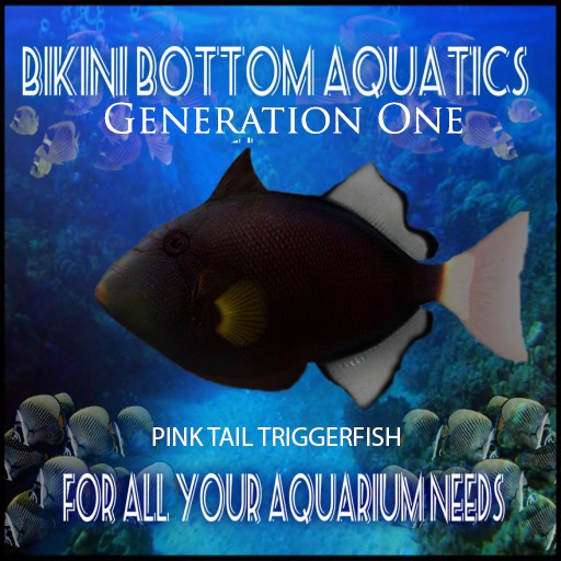 Pink Tail Trigger 