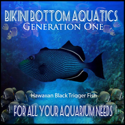 Hawaiian Black Triggerfish 