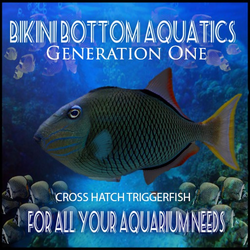 Cross Hatch Triggerfish 