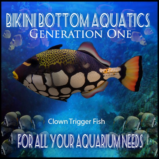 Clown TriggerFish 