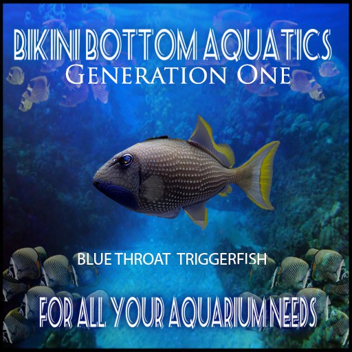 Bluethroat Triggerfish 