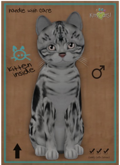 KittyCatS Box - American Shorthair - Silver Tabby