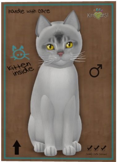 KittyCatS Box - Abyssinian - Black Silver