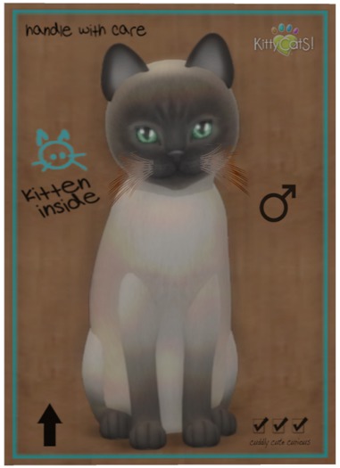 KittyCatS Box - Tonkinese - Blue Mink