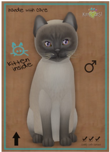 KittyCatS Box - Tonkinese - Blue Mink