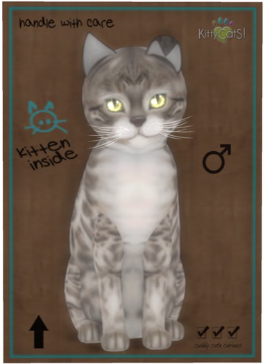 KittyCatS Box - Bengal - Snow