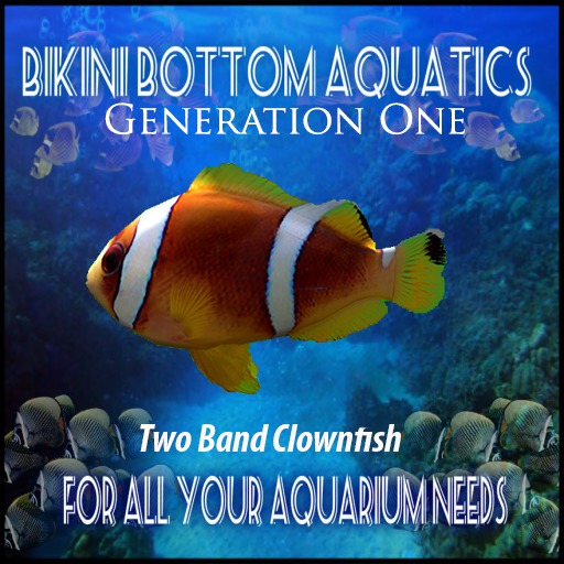 Two Band Clownfish SB