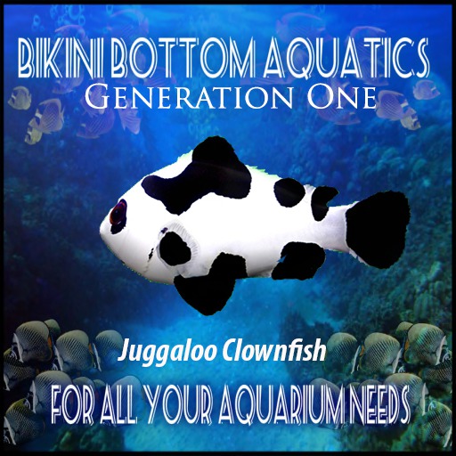 Juggloo Clownfish SB