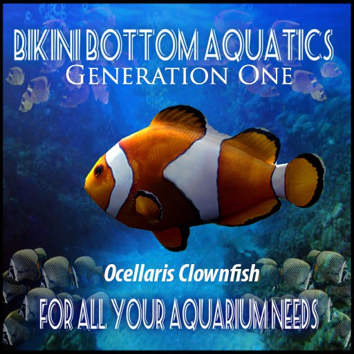 Ocellaris Clownfish SB