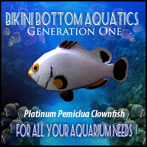 Platinum Pemiclua Clownfish SB