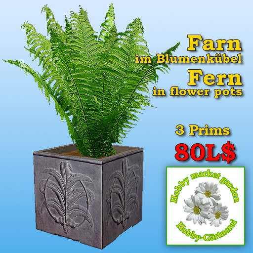 Fern in Flower Pots