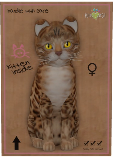 KittyCatS Box - Bengal - Sorell