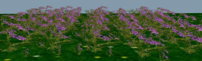 flower grass PINK