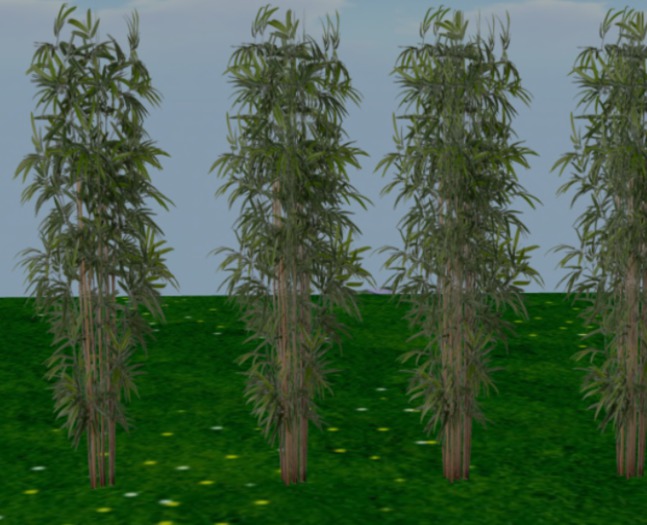 BAMBOO ROW