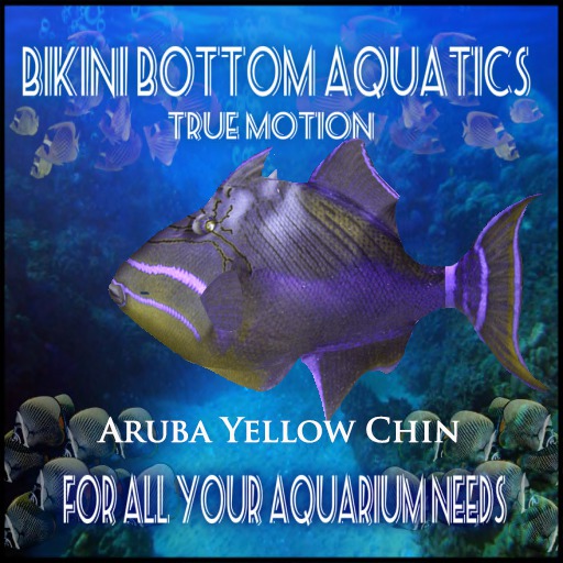 TM Aruba Yellow Chin Trigger Fish SB