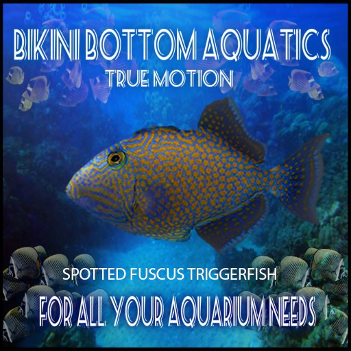 Orange Spot Fuscus Triggerfish SB