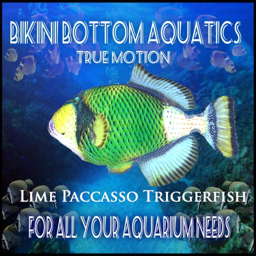 TM Lime Pacasso Trigger Fish 