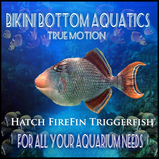 TM Hatched Firefin Trigger Fish SB