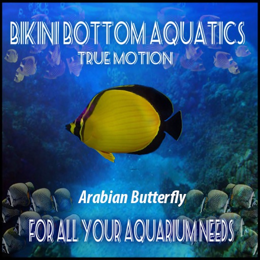 TM  Arabian Butterfly  Sb