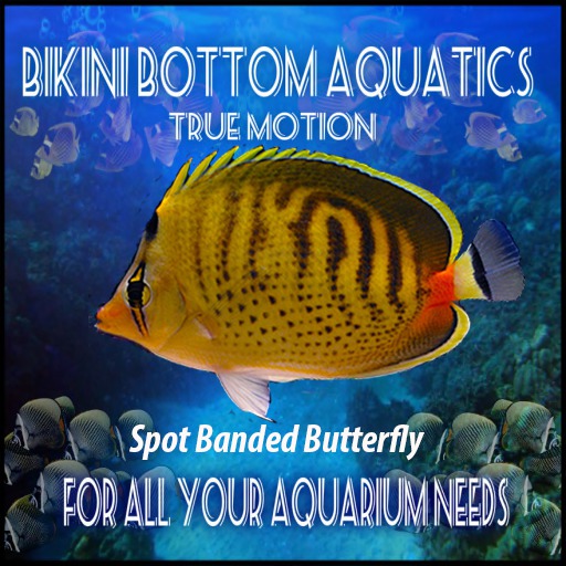 TM Spot Banded Butterfly Sb