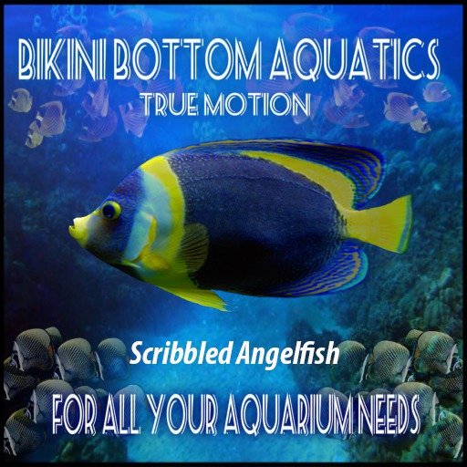 TM Scribbled Angelfish  Sb