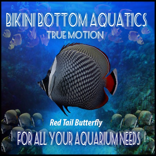 TM Red Tail Butterfly