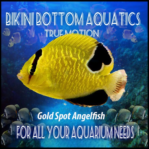 TM Gold Spot Angelfish Sb