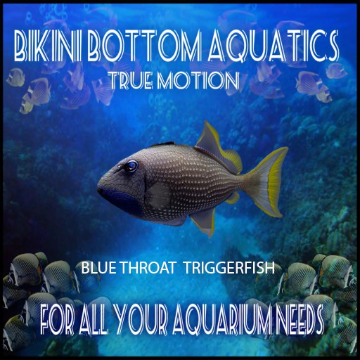 TM Blue Throat Trigger Fish  Sb