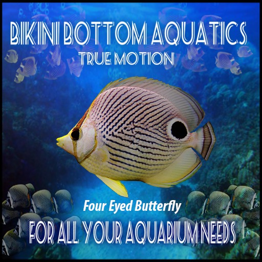 TM Four Eyed Butterfly  Sb