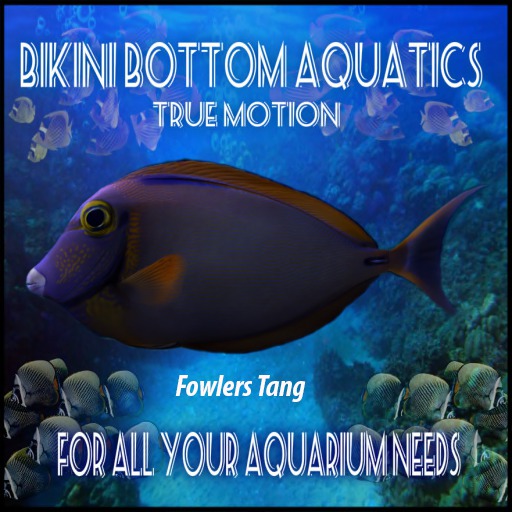TM Flowlers Tang Sb
