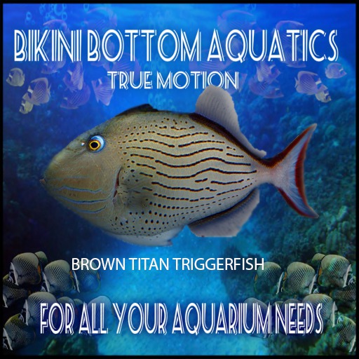 TM Brown Titan Trigger Fish Sb