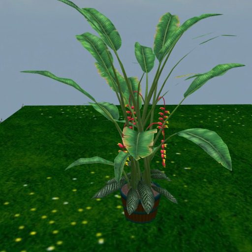 Heliconia Plant IN A POT