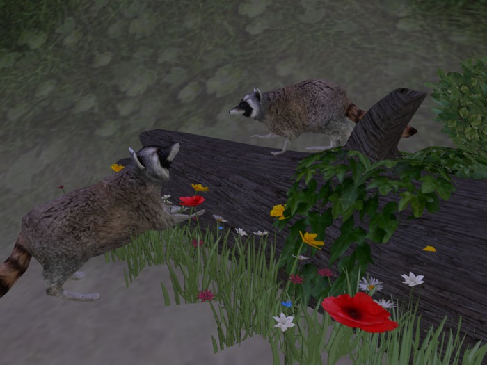 Raccoon Play