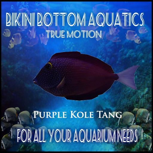 TM Purple Kole  Tang Sb