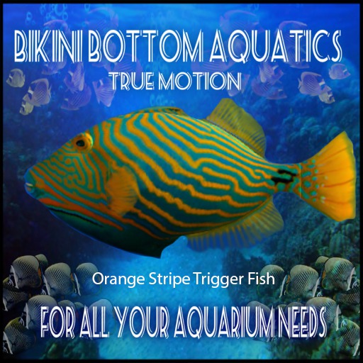 TM Orange Stripe Triggerfish
