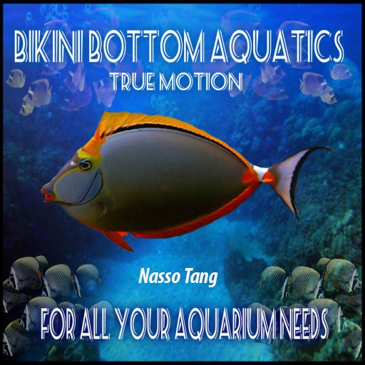 TM Nasso Tang  Sb