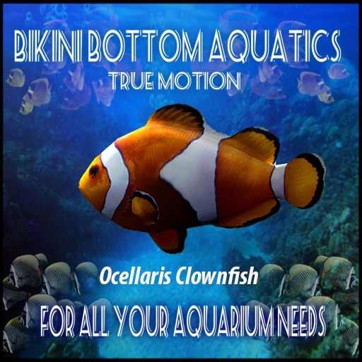 TMOcellaris Clownfish Sb