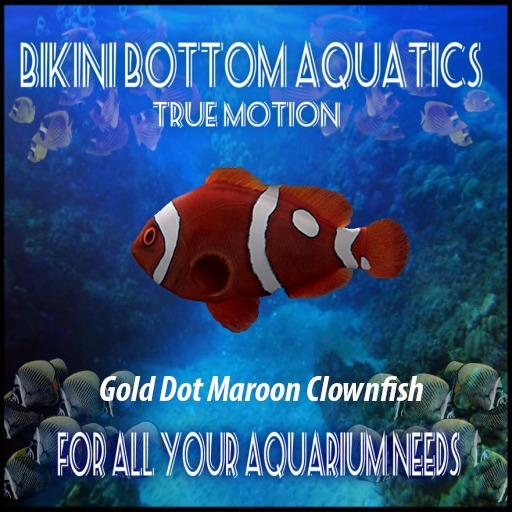 TMGold Dot Maroon Clownfish  Sb
